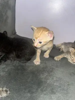 0-1 month Female Mixed Breed Tabby