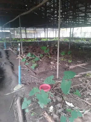 Hybrid Point of Lay Snails for Rearing