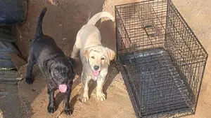 1-3 months Male Purebred Labrador Retriever