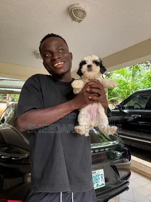 3-6 months Male Purebred Lhasa Apso