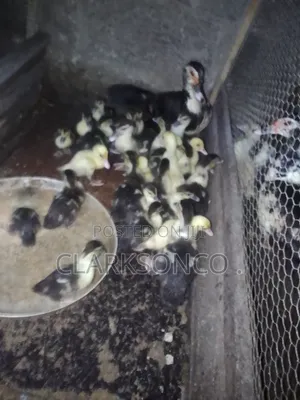 Muscovy Ducklings (Baby Ducks)