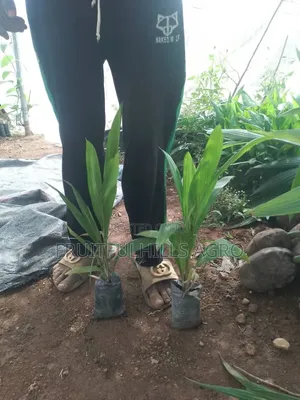 Oilpalm Seedlings
