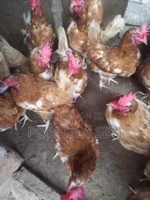 Layers Chicken Old One