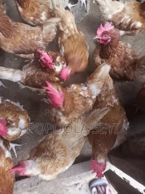 Layers Chicken Old One