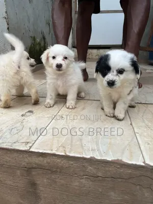1-3 months Male Purebred American Eskimo