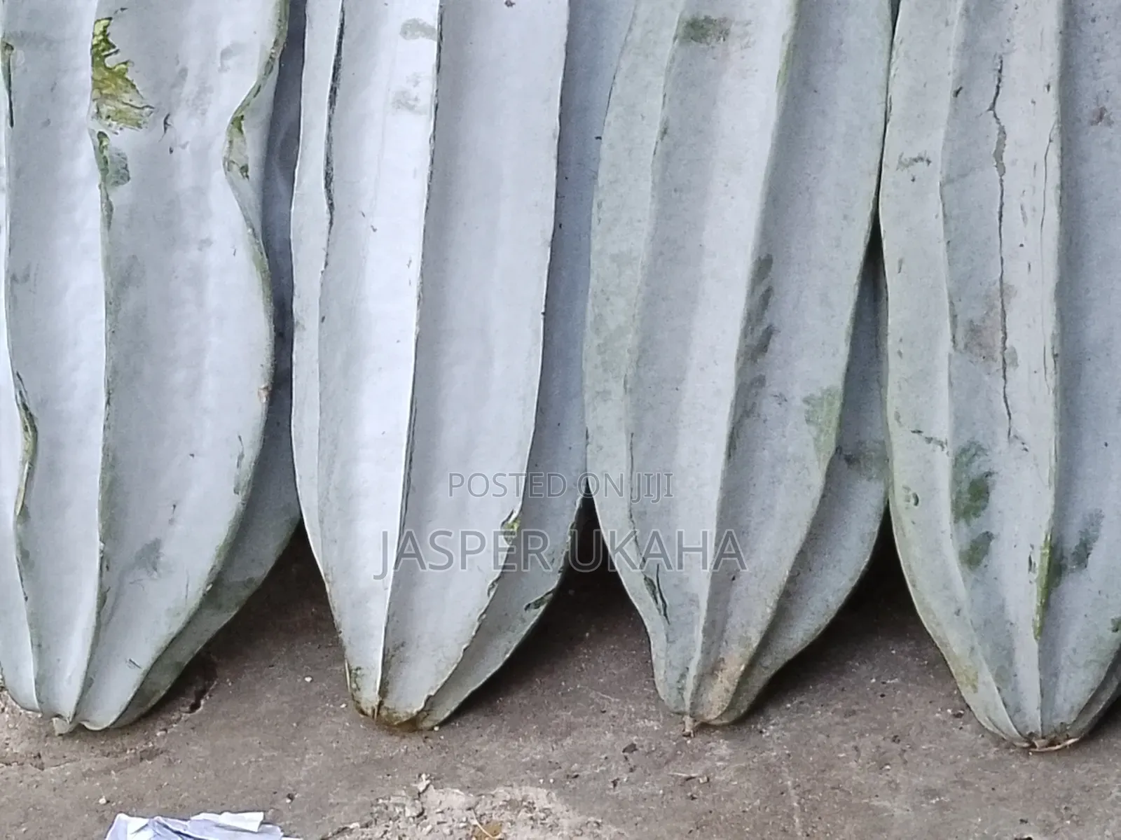 Seedlings for Immediate Planting