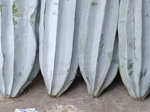 Seedlings for Immediate Planting