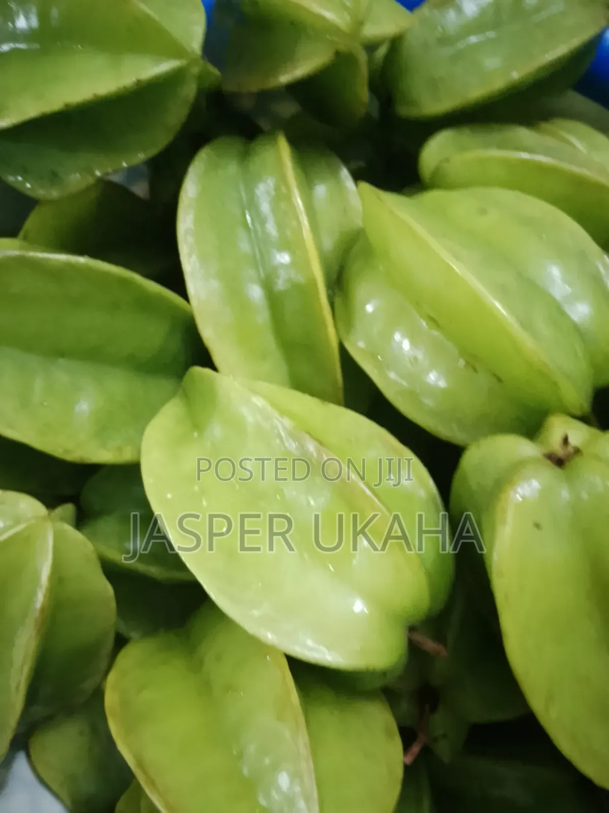 Seedlings for Immediate Planting