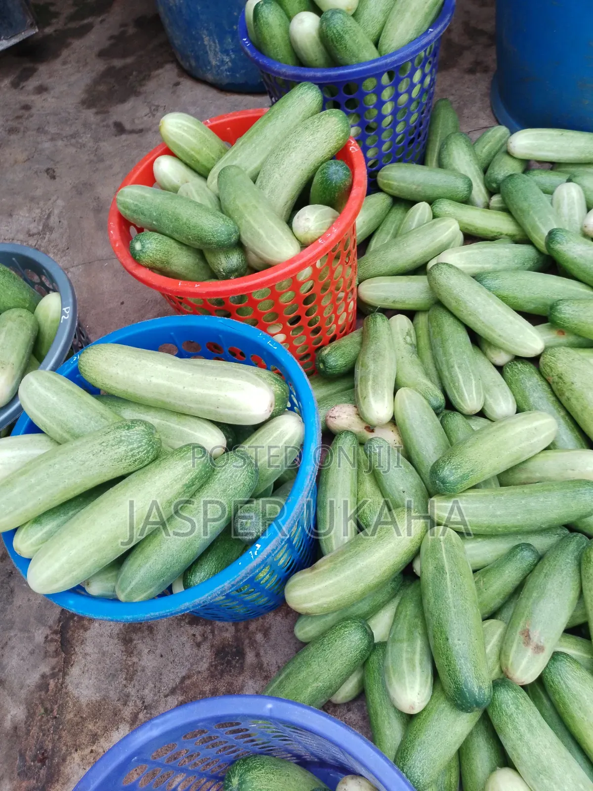 Seedlings for Immediate Planting
