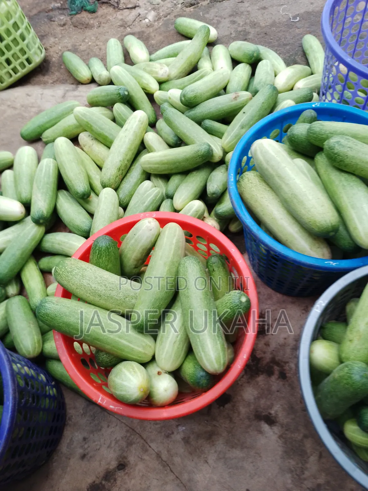 Seedlings for Immediate Planting