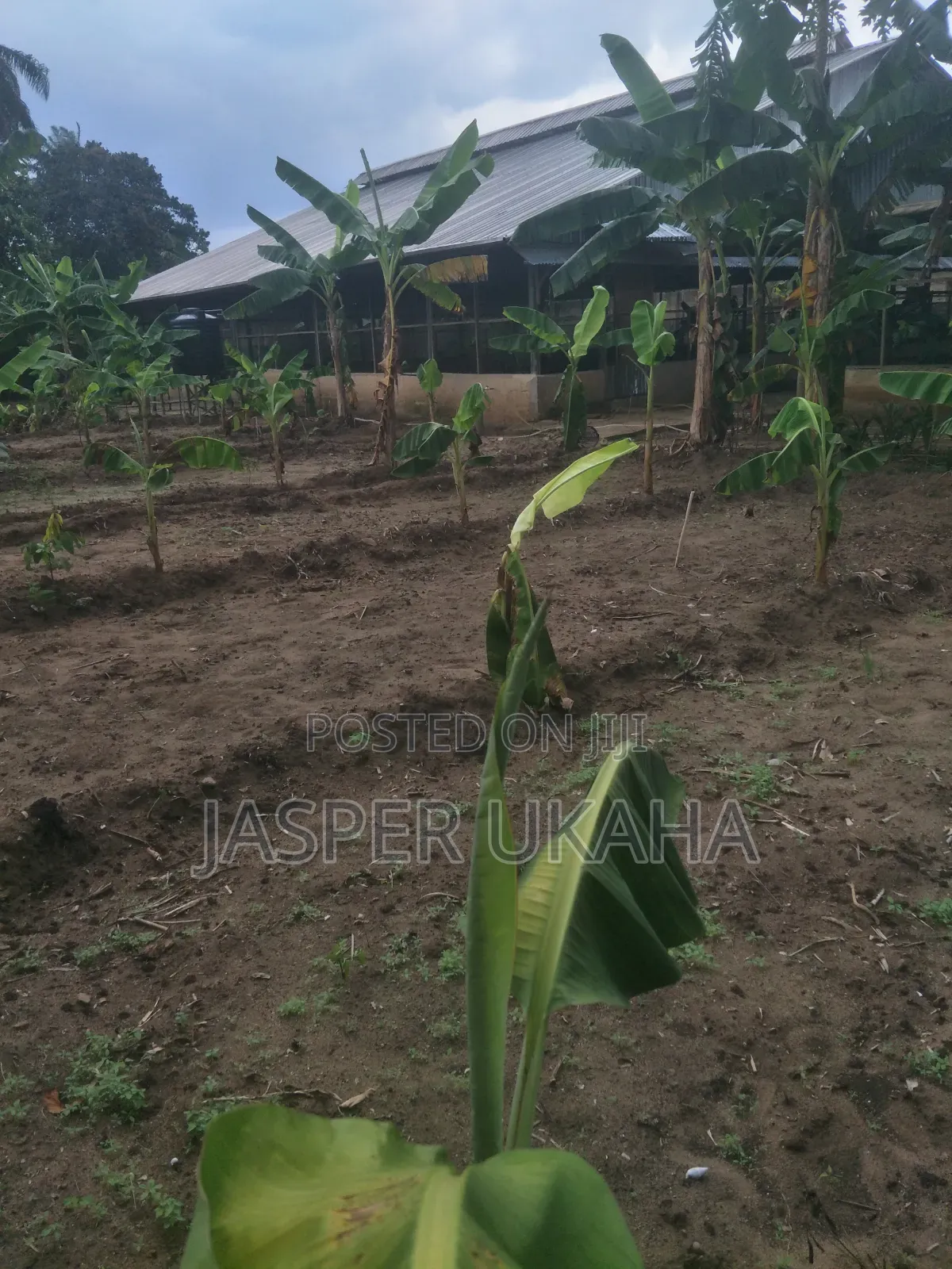 Seedlings for Immediate Planting