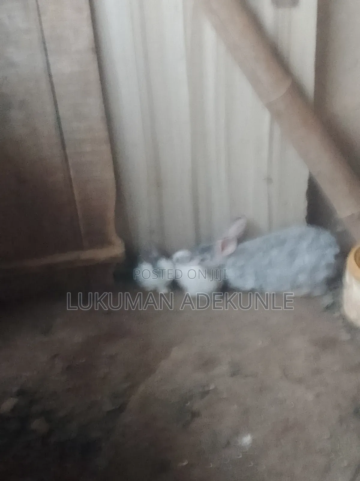 RABBIT Both Gender
