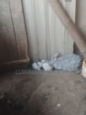 RABBIT Both Gender
