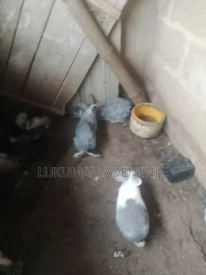 RABBIT Both Gender