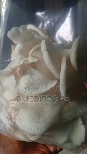 Oyster Mushrooms