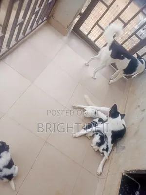 0-1 month Male Mixed Breed Akita