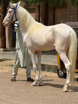 White Sudanese Male Horse