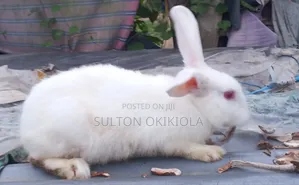 Male (Buck) RABBIT