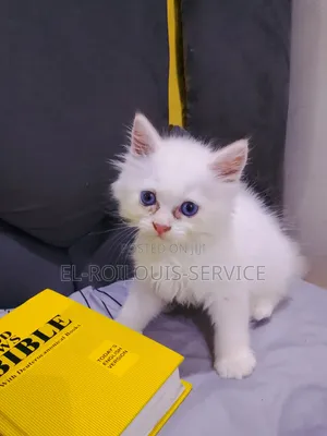 1-3 months Male Purebred Persian