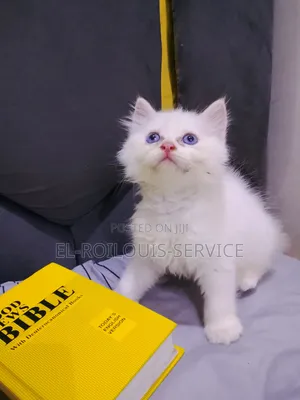 1-3 months Male Purebred Persian