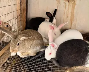 Beautiful Home Trained Rabbits/Bunnies