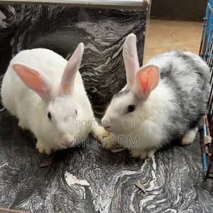 Beautiful Home Trained Rabbits/Bunnies