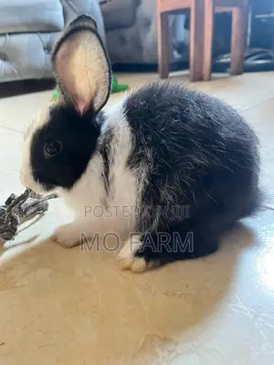 Beautiful Home Trained Rabbits/Bunnies