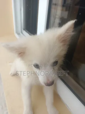 1-3 months Male Purebred American Eskimo