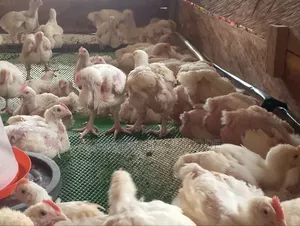 Poultry Farming
