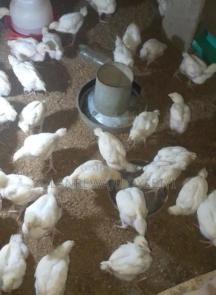 4 Weeks Broilers