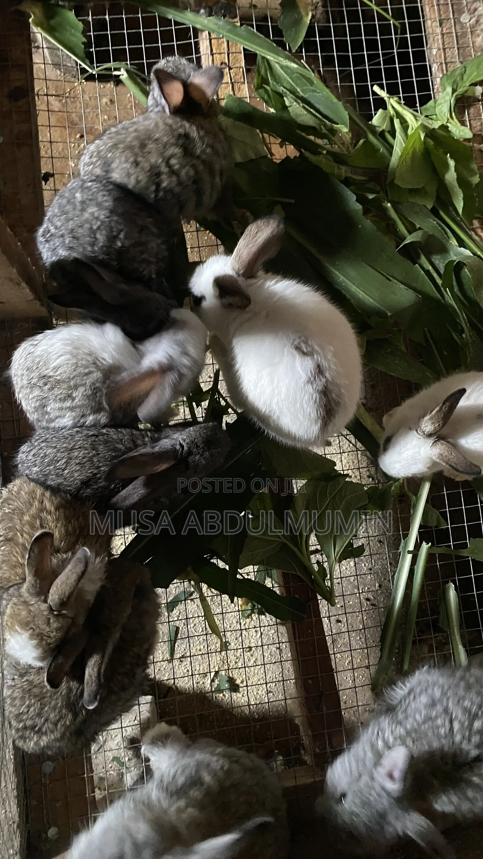 Weanner Rabbit