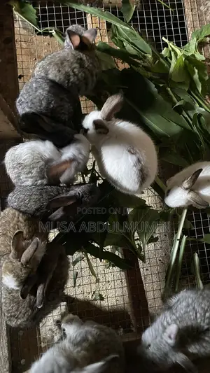Weanner Rabbit