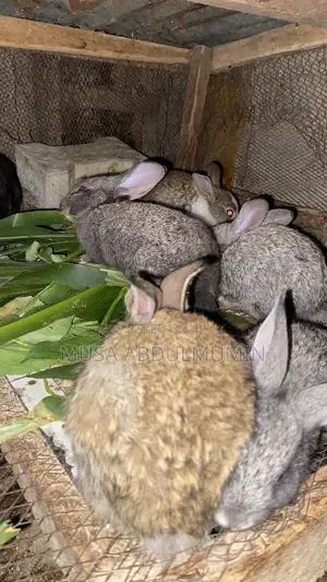 Weanner Rabbit