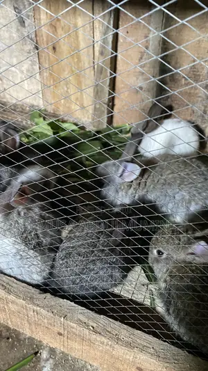 Weanner Rabbit