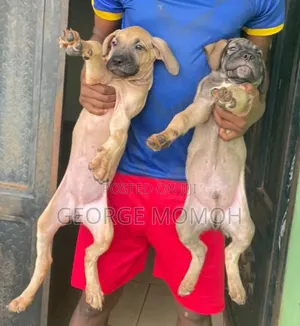 3-6 months Male Purebred Boerboel