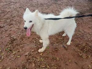 1+ year Male Purebred American Eskimo