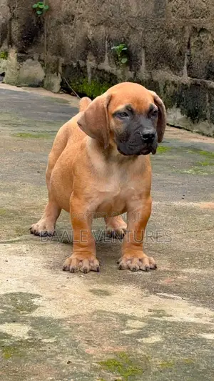 1-3 months Female Purebred Boerboel