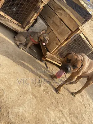 1+ year Male Purebred Boerboel