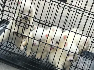 1-3 months Female Purebred American Eskimo