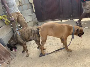 1+ year Male Purebred Boerboel