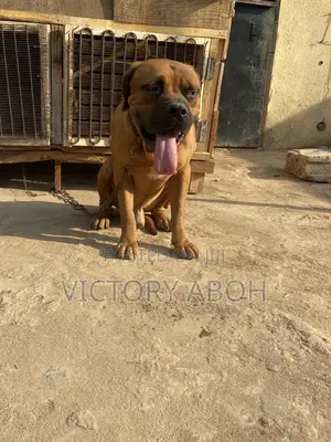 1+ year Male Purebred Boerboel