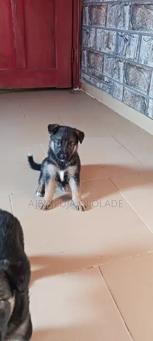 1-3 months Male Purebred German Shepherd
