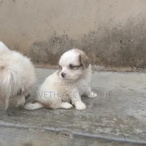 1-3 months Female Purebred Lhasa Apso