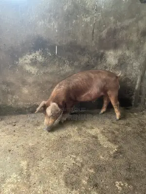 Purebred Duroc Male Available for Sale