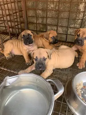 1-3 months Female Purebred Boerboel