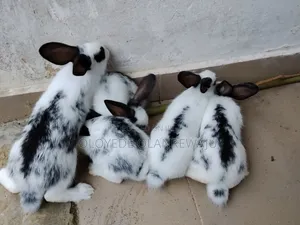 Male Weaners Post Weaner Rabbits for Sale