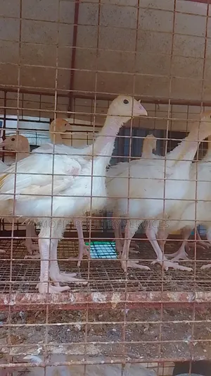 6 Weeks Foreign (Imported) Turkeys