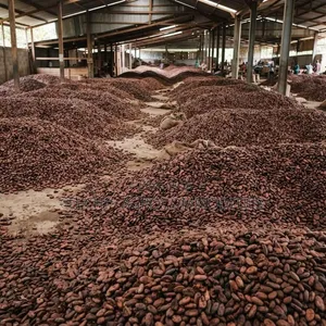 Well Dried Cocoa Beans