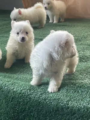 0-1 month Male Purebred American Eskimo