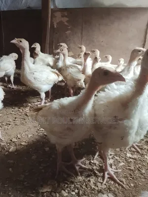 6 Weeks Foreign (Imported) Turkeys